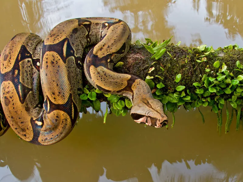 Snake