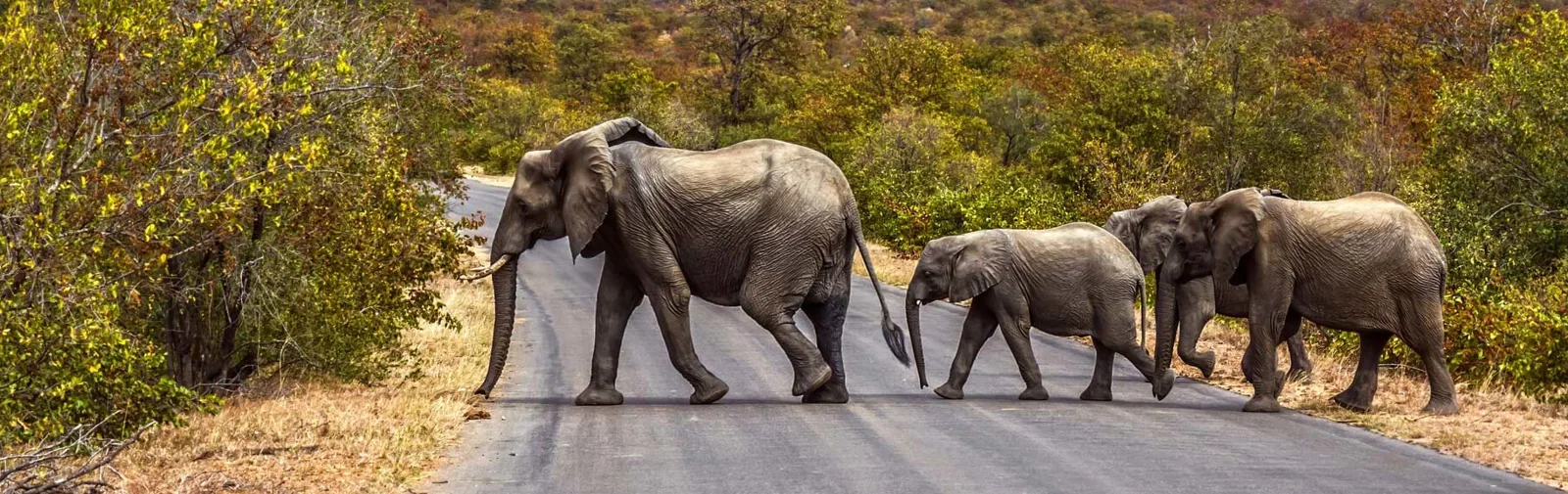 kruger-elephant_1[1]