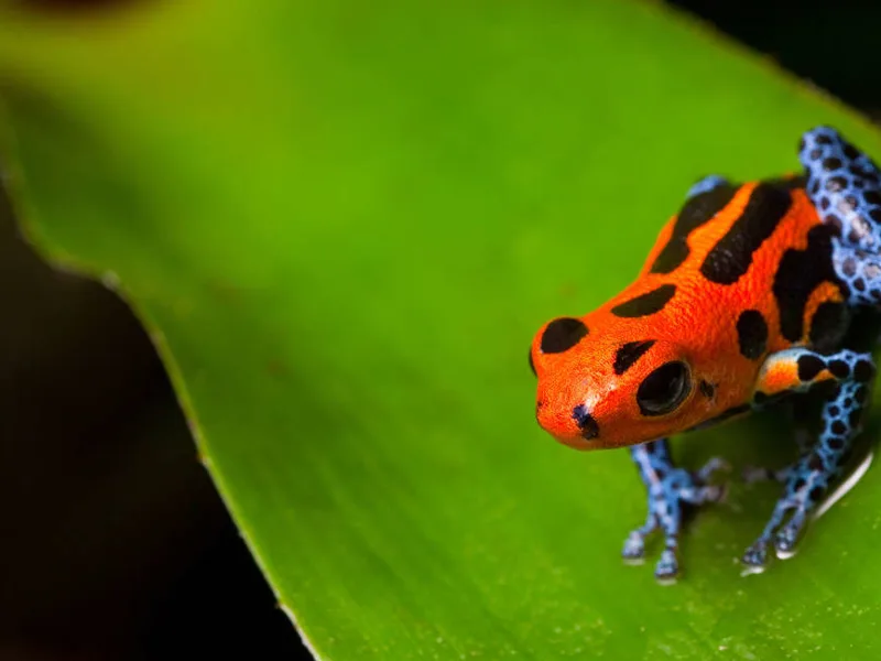 Blue jeans dart frog