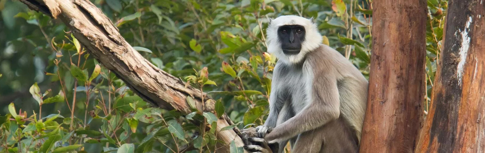 langur-monkey[1]