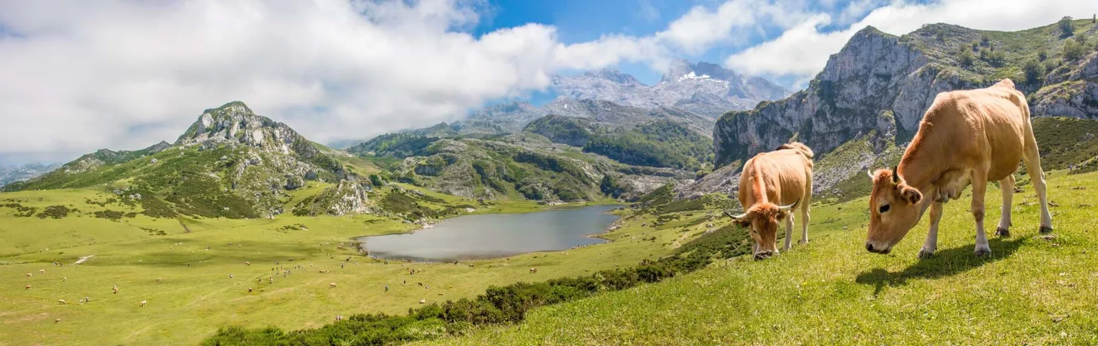 landscape-in-the-mountains-of-the-picos-de-europa-(1)[1]