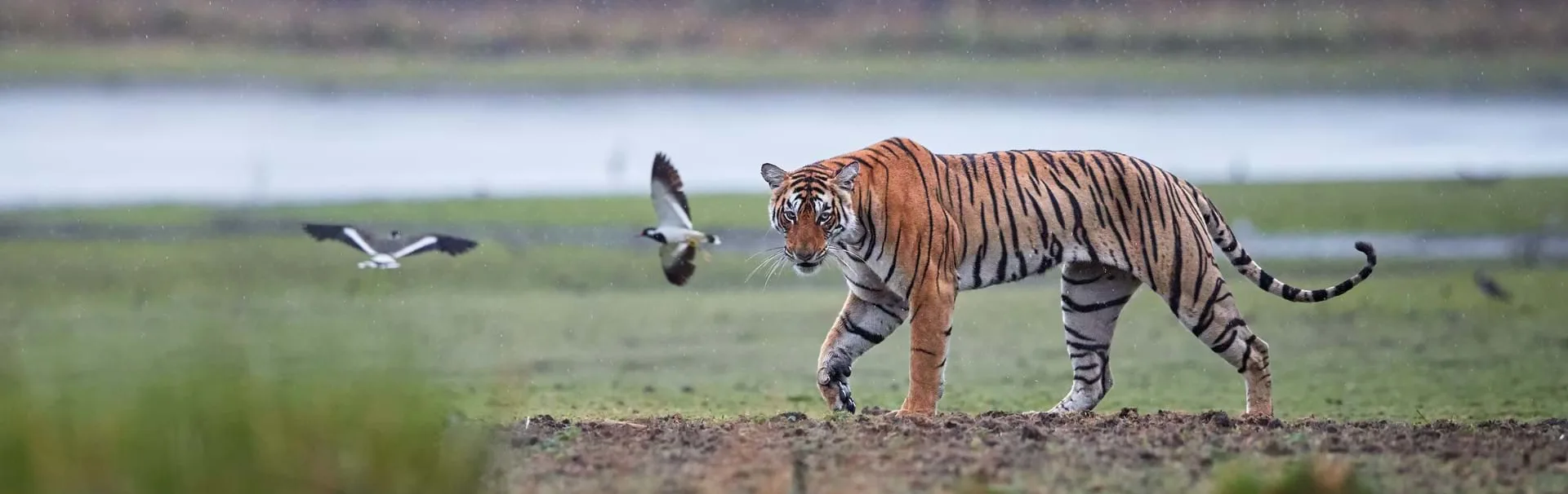 tiger-in-ranthambore[1]