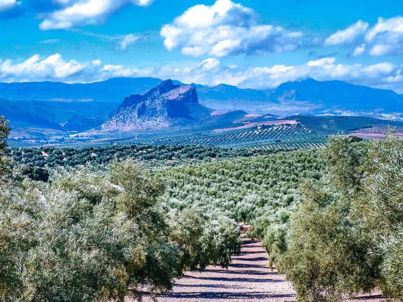Olive groves with Pena de Anteqera Rock in the background