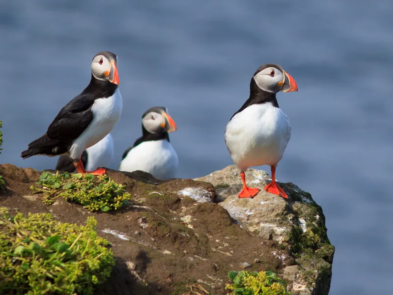 Puffins