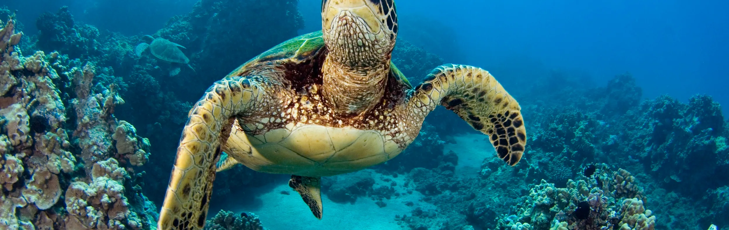 Turtle, Galapagos shutterstock_1453313492