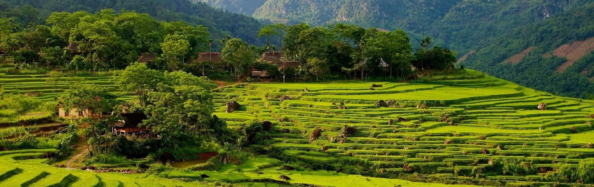 Rice terraces