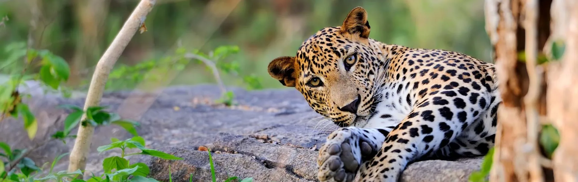 leopard-wilpattu-slh[1]