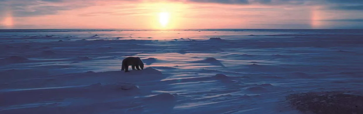 polar-bear-on-the-arctic-tundra-at-sunset[1]
