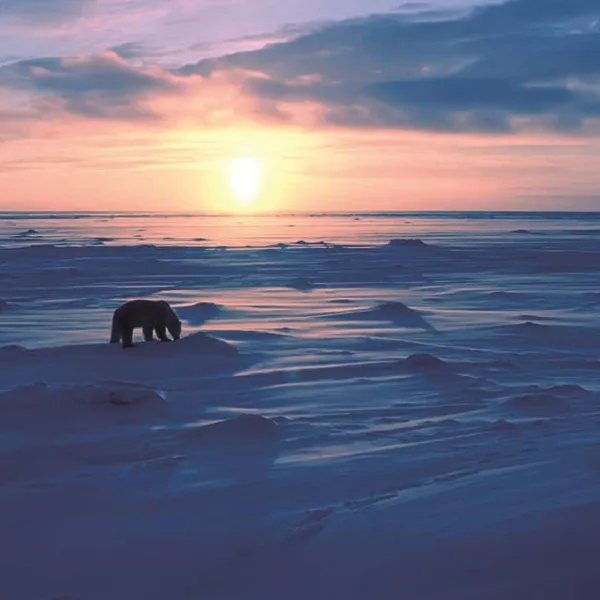 polar-bear-on-the-arctic-tundra-at-sunset[1]