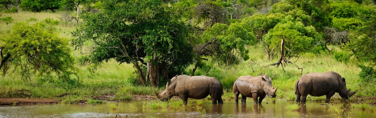rhinos-south-africa[1]