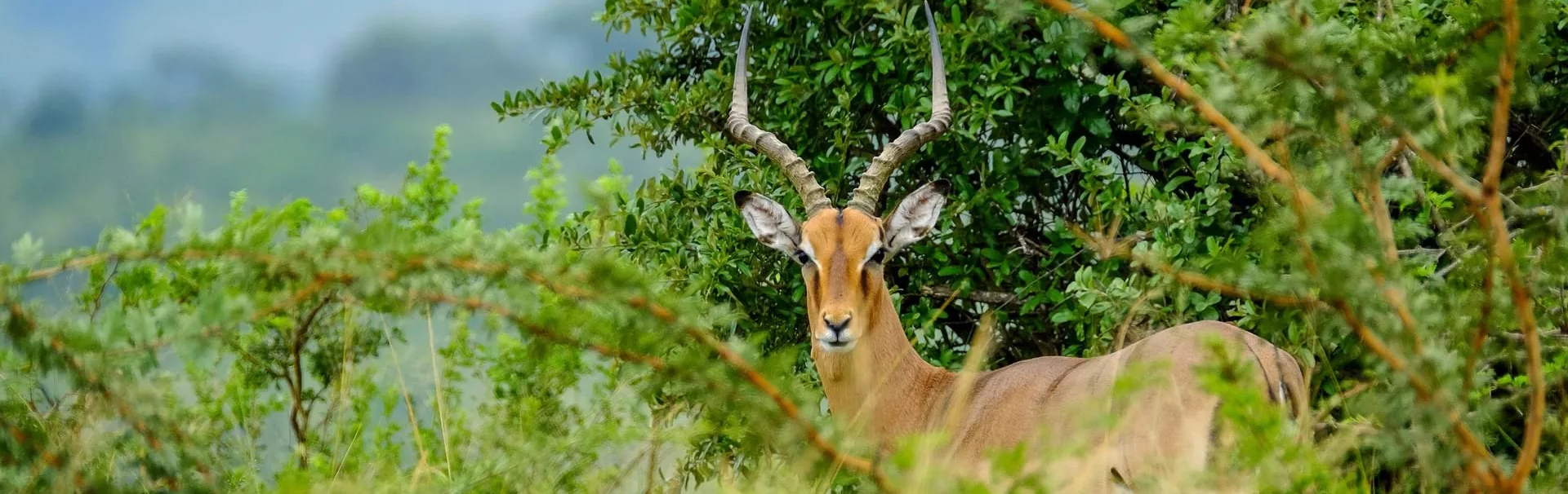 impala-at-mlilwane-shutterstock_1306725415-banner[1]
