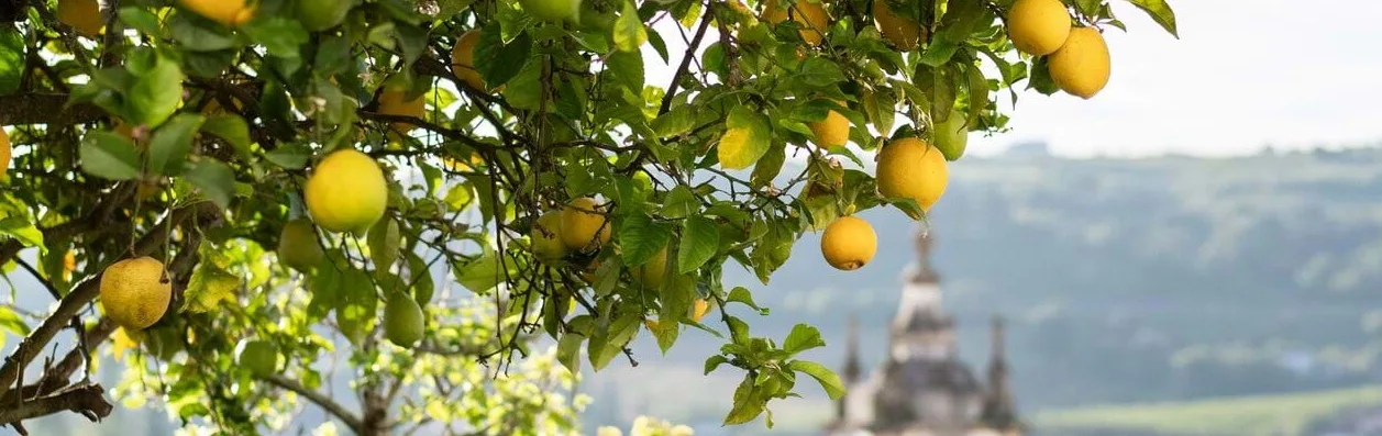 Lemons