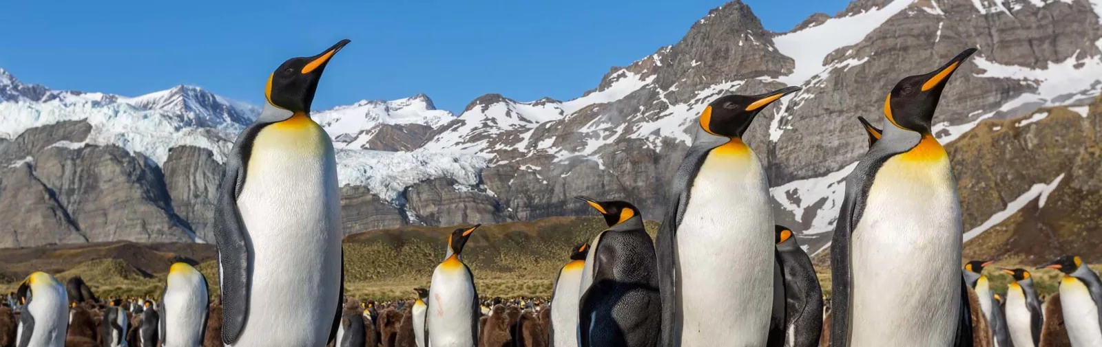 penguins-in-gold-harbour_-south-georgia_-michael-baynes-_2_[1]