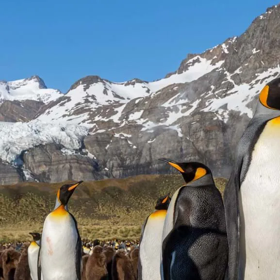 penguins-in-gold-harbour_-south-georgia_-michael-baynes-_2_[1]