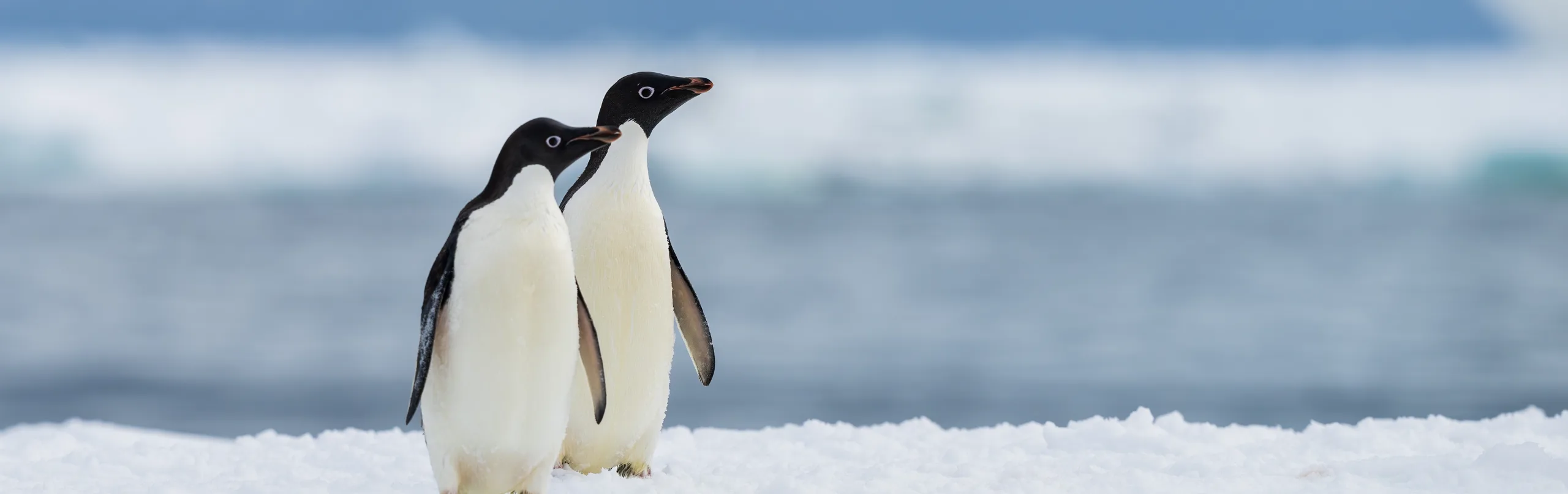 adelie-penguins-at-cape-adare,-antarctica,-shutterstock[1]