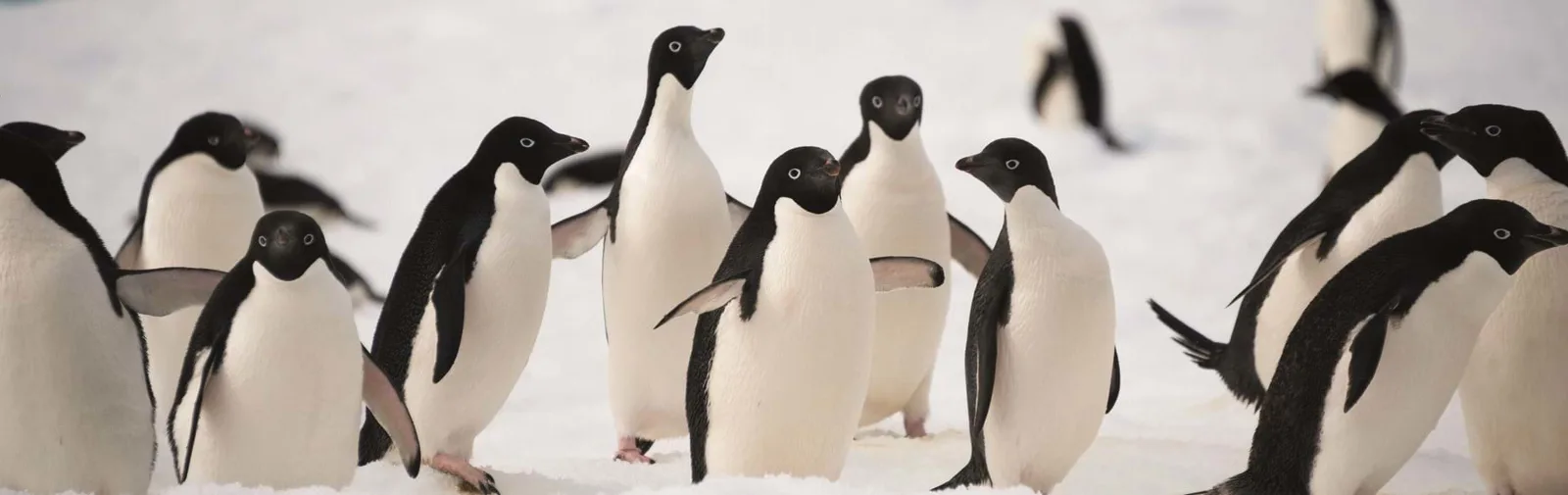 adelie-penguins-colony-on-the-iceberg-antarctica[1]