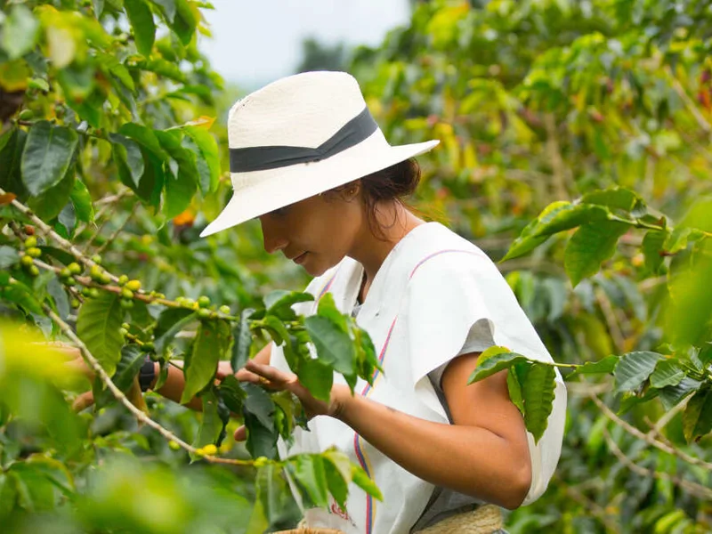 Coffee plantation tour