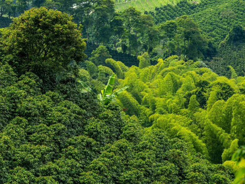 Pereira coffee plantations