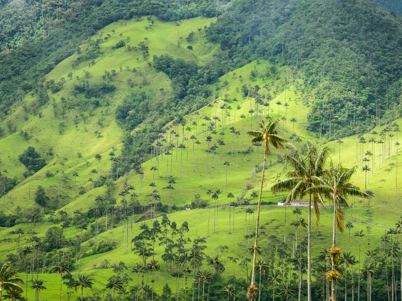 Colombia's coffee country