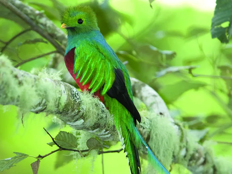 The Resplendent Quetzal