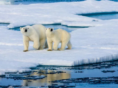 Polar bears