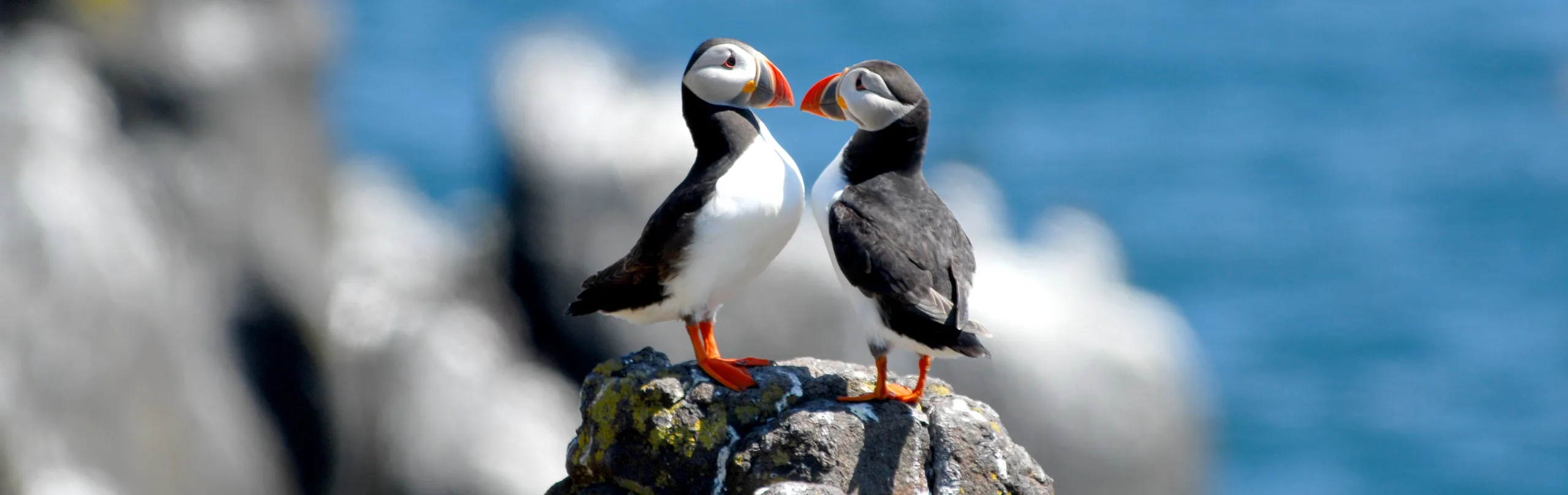 Puffins