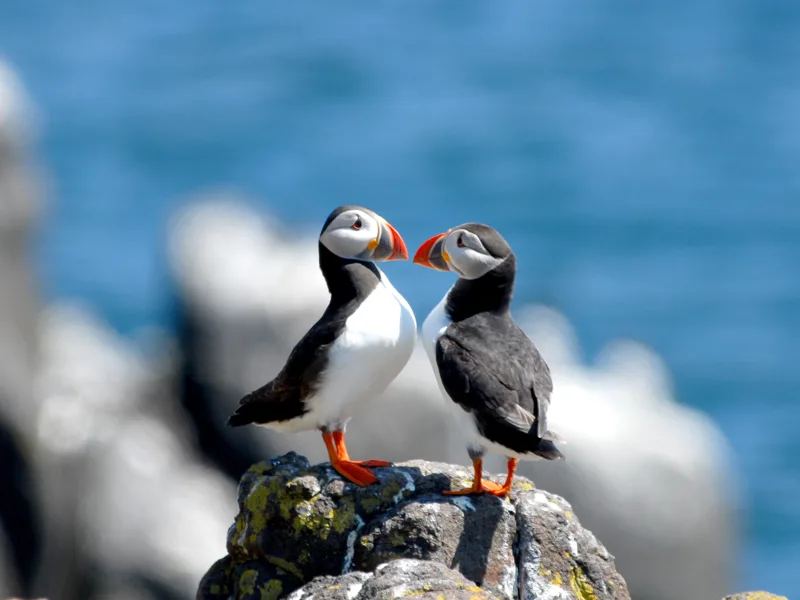 Puffins