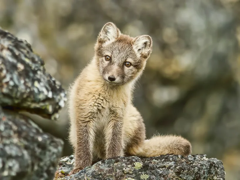 young arctic fox looks curiously in svalbard in summer