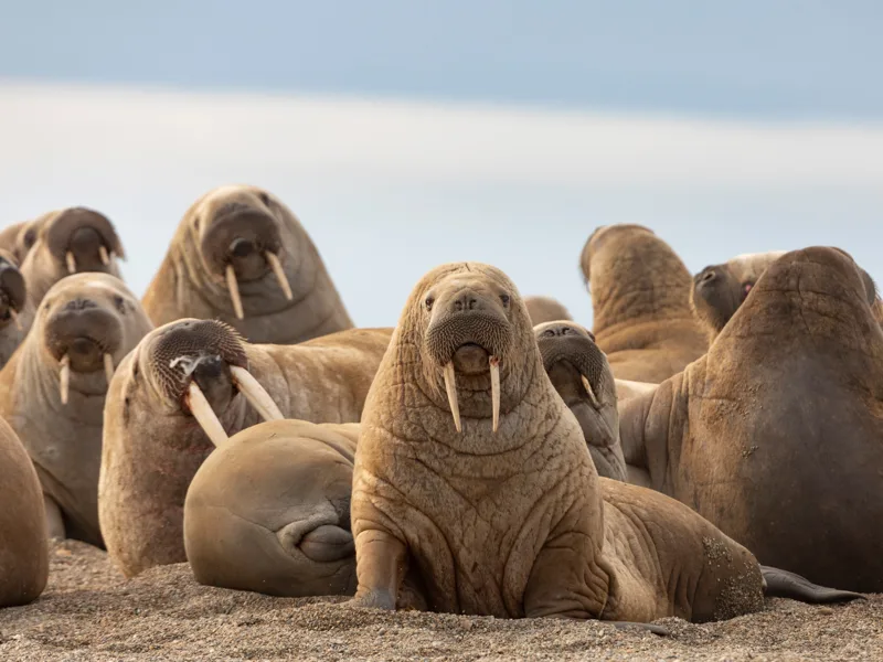 Walrus on sand beach, Svalbard