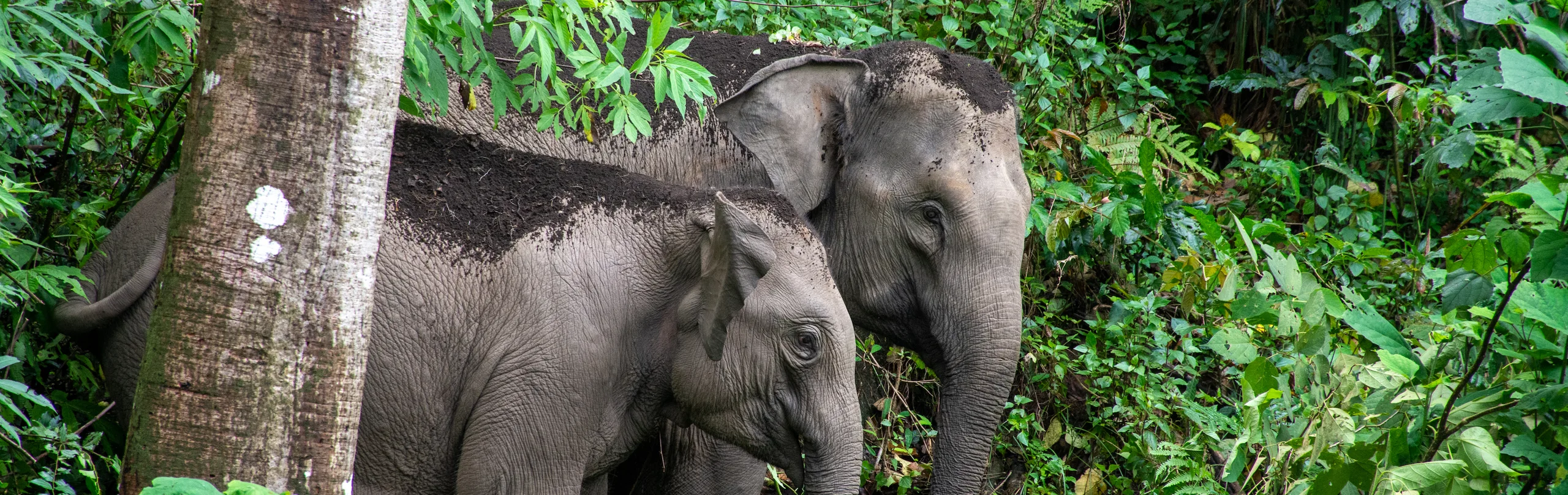 Elephants at Mahouts Foundation