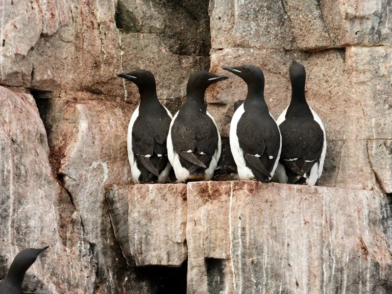 Arctic birdlife