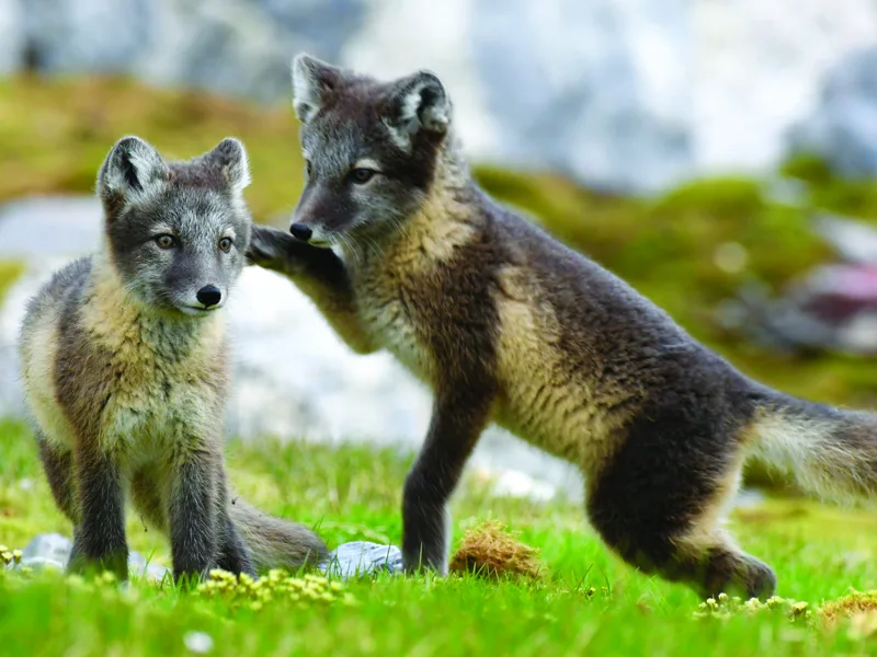Arctic Fox Kits at Hornsund-Gnalodden, Svalbard