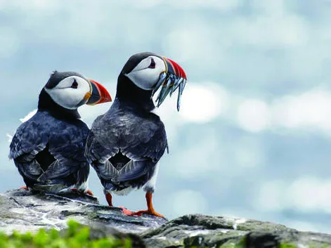 Puffins thumbnail