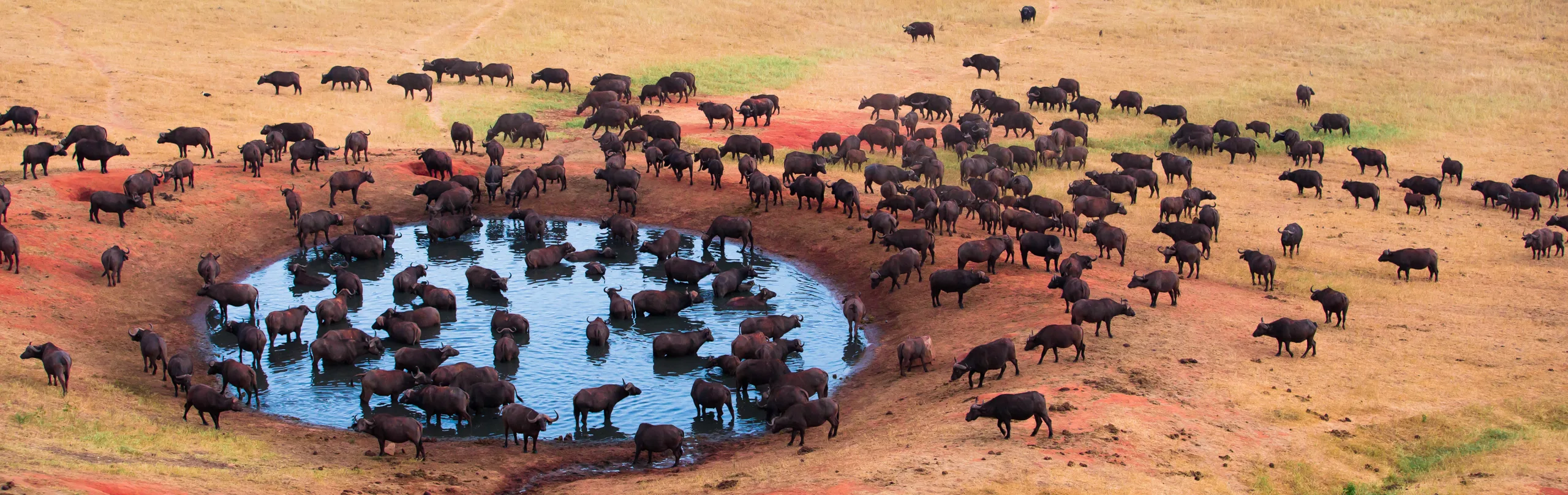 Buffalo at the watering hole