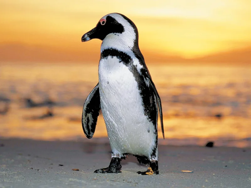 Penguin, Betty's Bay