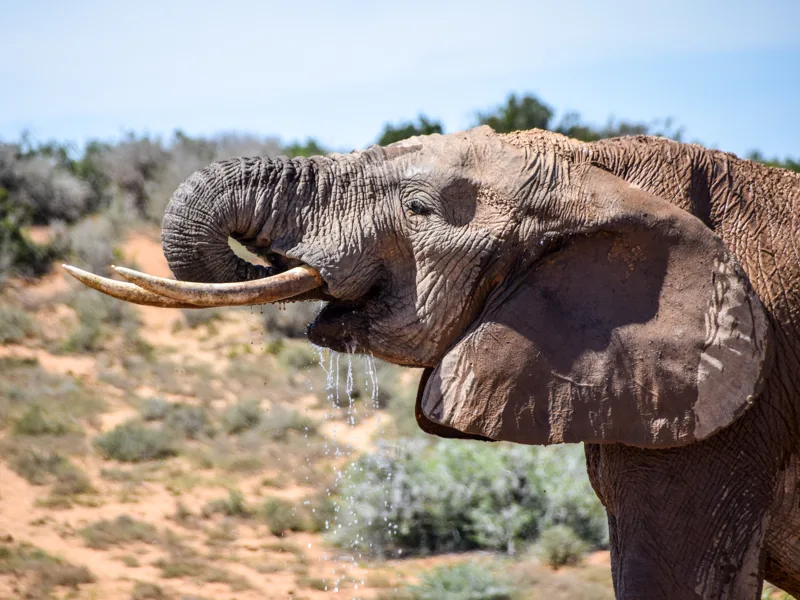 Drinking bull elephant