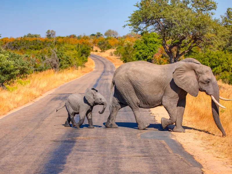 Elephants, Kruger