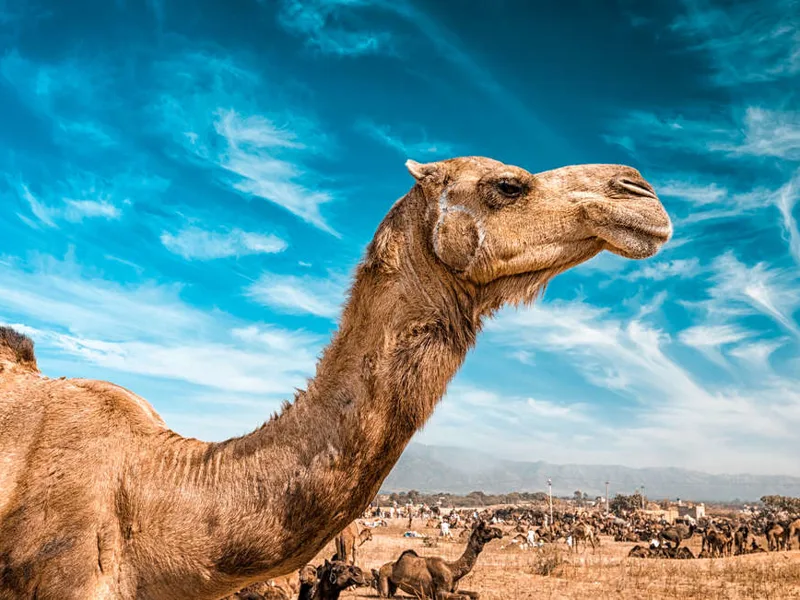 Camel at Pushkar