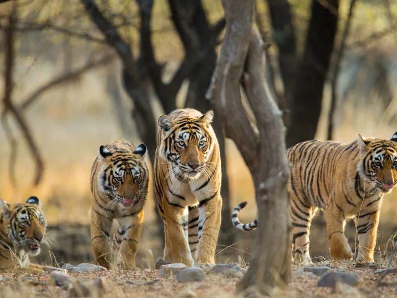 Tigers at Ranthambore