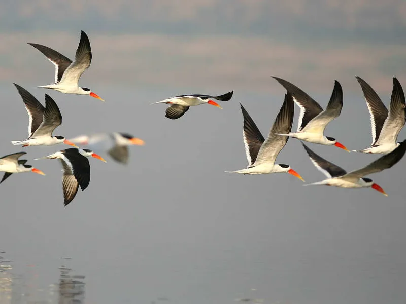 Chambal River, Indian skimmers