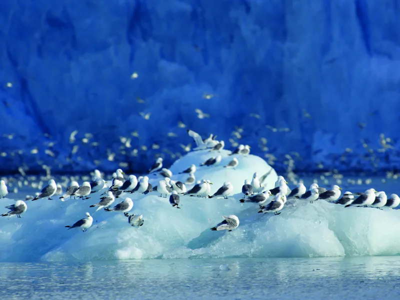 Kittiwake birds diving in and around the Monaco Glacier in Svalbard