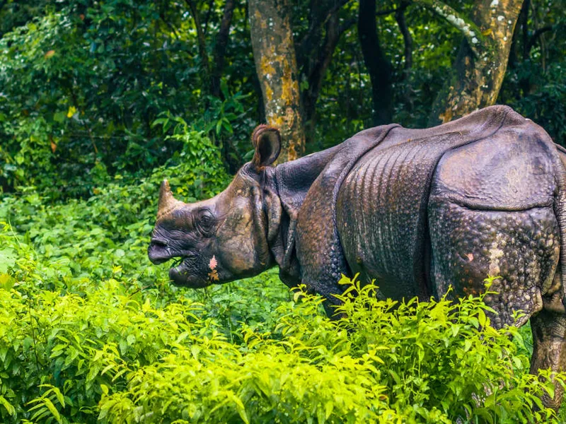 Rhino at Chitwan National Park