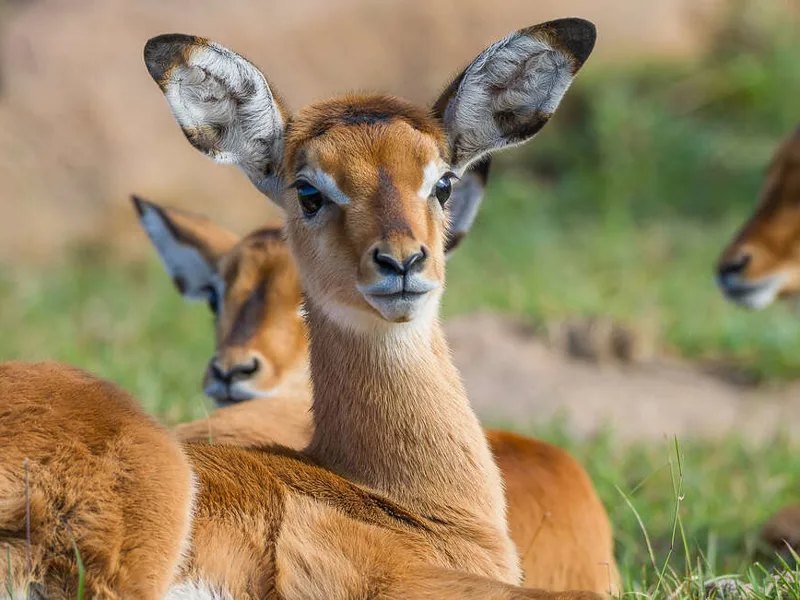 Impala