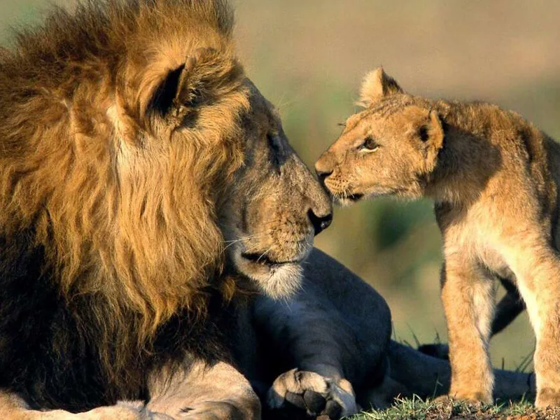 Lion and cub