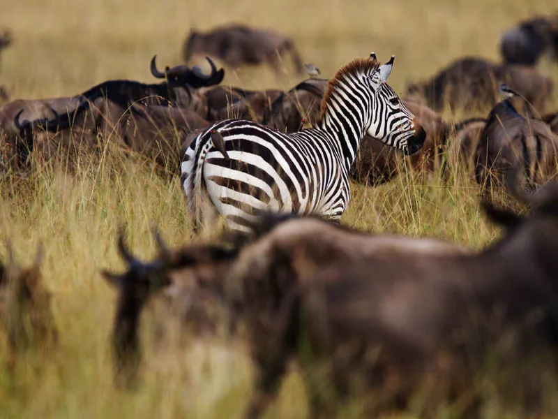 Zebra and Wildebeest, Mara plains