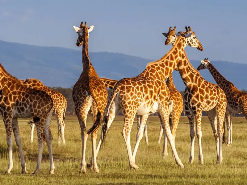 Giraffe