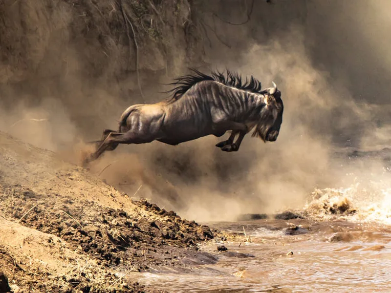 Wildebeest crossing a river