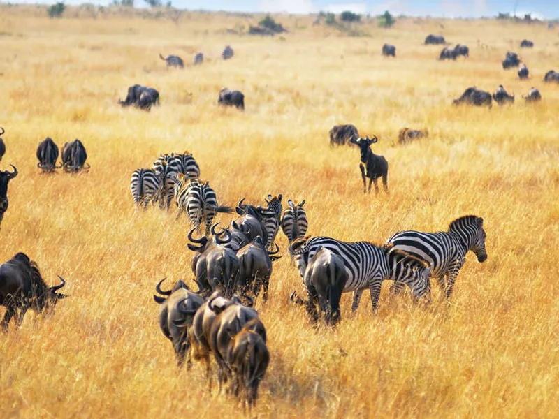 Migrating Wildebeest