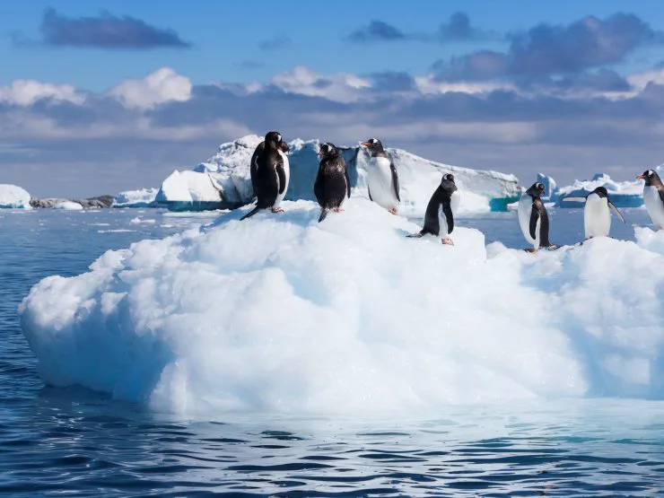 Adelies on ice