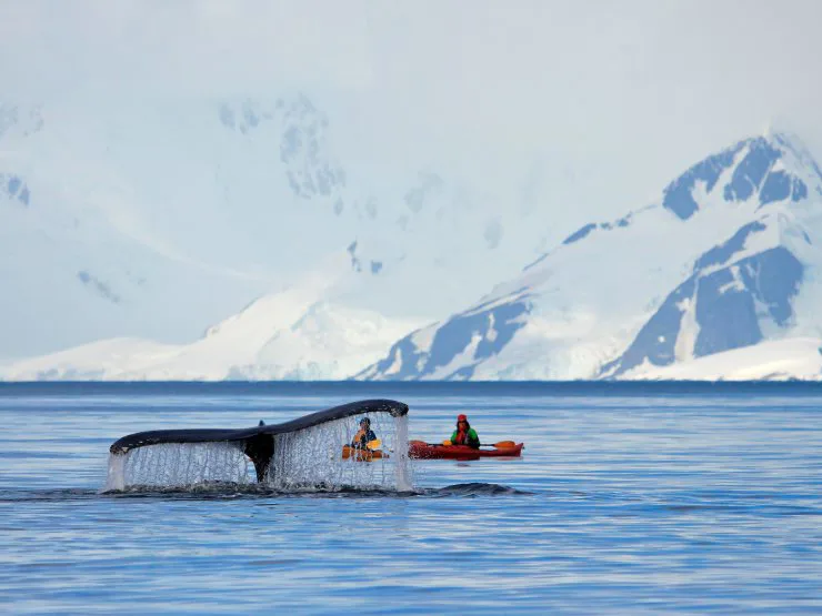 Whale fluke